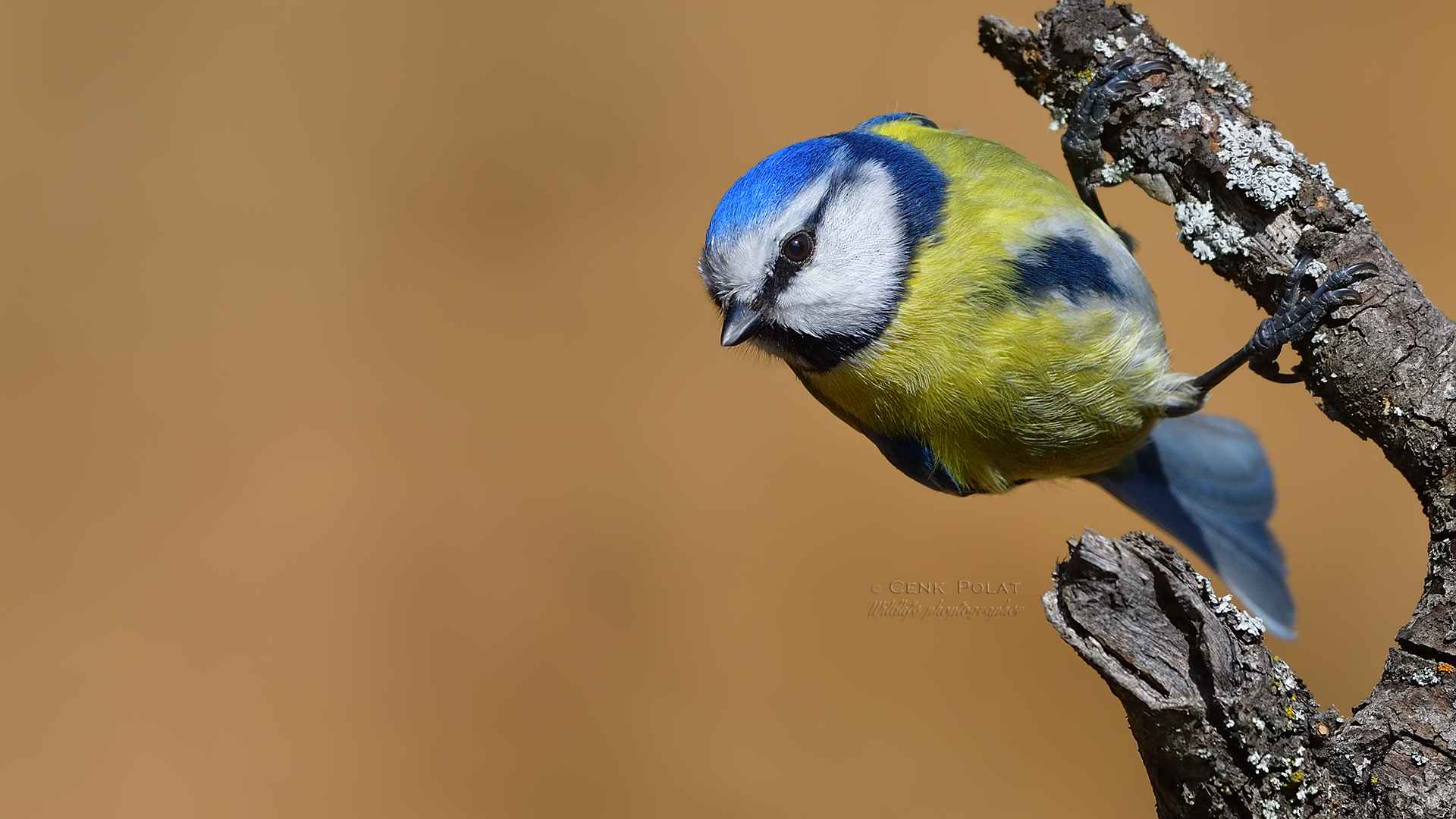 Eurasian Blue Tit